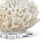 Ribbon Coral