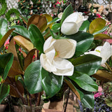 27" Magnolia Flower and Bloom Stem - Set of 12