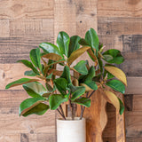 24" Magnolia Leaf Branch - Set of 12