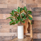 24" Magnolia Leaf Branch - Set of 12