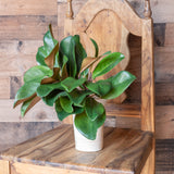 16" Magnolia Leaf Spray - Set of 12