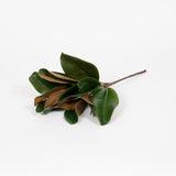 16" Magnolia Leaf Spray - Set of 12