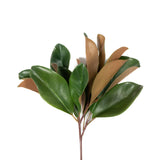 16" Magnolia Leaf Spray - Set of 12