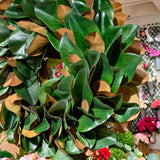 23" Magnolia Leaf Wreath