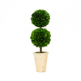 Preserved Boxwood Topiary - Double Ball - 20"