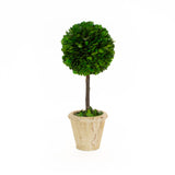 Preserved Boxwood Topiary Ball - 5" x 12"