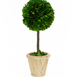 Preserved Boxwood Topiary Ball - 5" x 12"