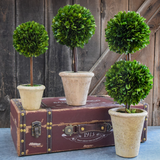 Preserved Boxwood Topiary - Double Ball - 20"