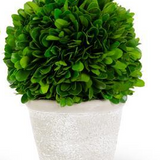 Preserved Boxwood Ball in White Wash Pot