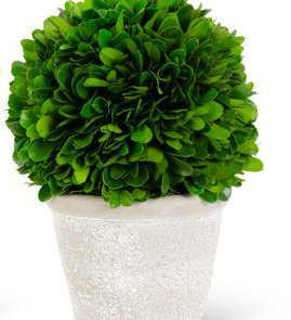 Preserved Boxwood Ball in White Wash Pot