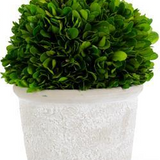 Preserved Boxwood Ball in White Wash Pot