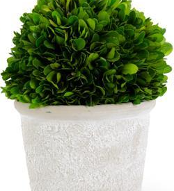 Preserved Boxwood Ball in White Wash Pot