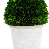 Preserved Boxwood Ball in White Wash Pot