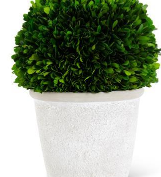 Preserved Boxwood Ball in White Wash Pot