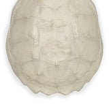 Turtle Shell Accessory (Bleached)