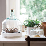 Large Demijohn Cloche sitting on white pedestal